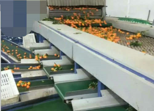 橘子分揀皮帶輸送機
